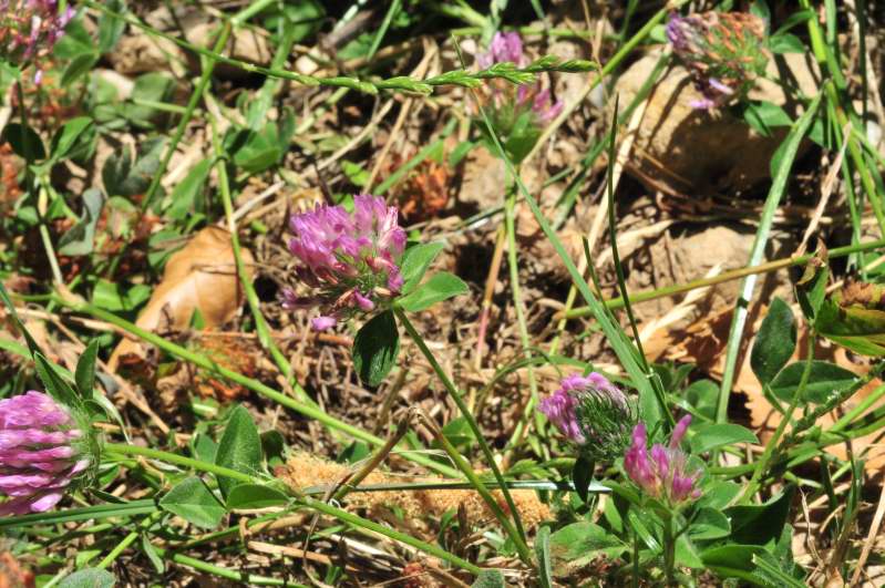 Trifolium pratense